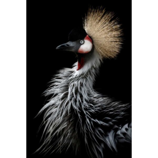 Pelcasa Crowned Cranes Portrait Poster